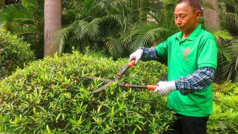 庭院常绿植物设计方案：注意事项与要点解析
