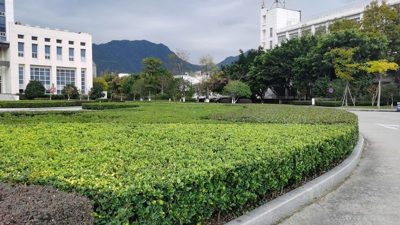 道路绿化验收规范及标准：确保绿色成果的硬性指标